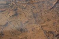 24 komari - larvy IMG_0642
